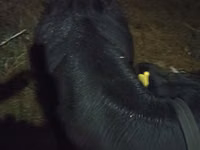 गाय, मवेशी — फ़ोटो 2
