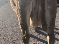 Vaca, Simmental cattle — foto 3