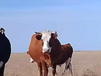 İnək, Latvian Blue cattle — foto 2