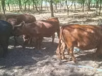 Sığır (parti, cinsiyet belirtilmedi), Dexter — foto 3