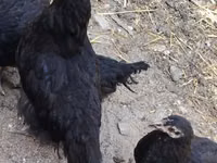Chickens — foto 1