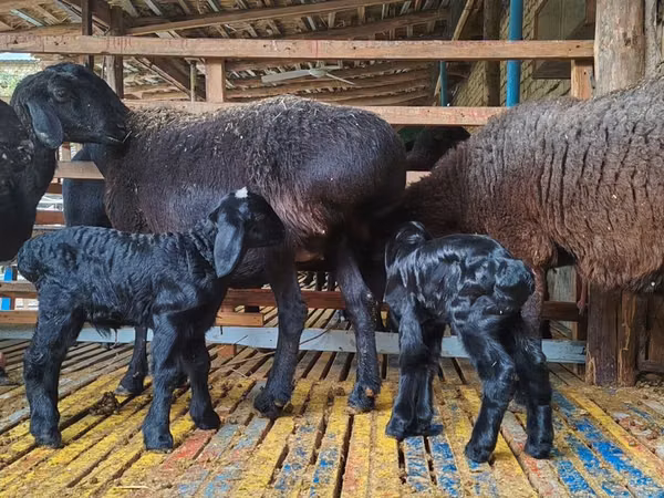 ცხვარი, Hissar sheep