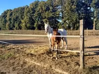 Kůň, Lipizzaner — foto 8