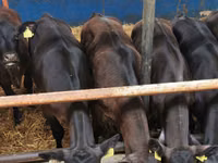 Bydło (partia, płeć nieokreślona), Simmental cattle — zdjęcie 5