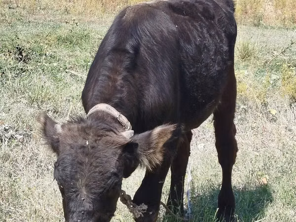 Bull, Swiss cattle