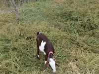 Dişi keçi, Beetal goats — foto 3