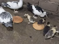Ducks — foto 2