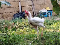 Chickens — Foto 7