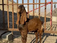 Goats (batch, sex not specified), Nubian Goat — photo 1