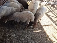 Schaf, Schafe — Foto 5