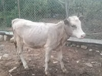 Vaca, Simmental cattle — foto 3