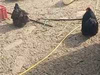 Pekin bantam — foto 4