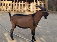 Ziegenbock, Alpine goat — Foto 4