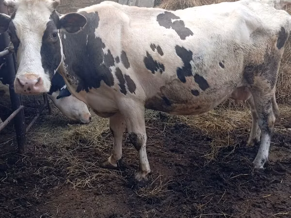 மாடுகள் (தொகுதி, பாலினம் குறிப்பிடப்படவில்லை), Russian Black pied cattle