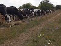 Toro, Ganado vacuno — foto 1