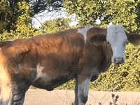 İnek, Simmental cattle — foto 7