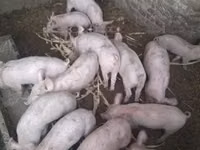 Świnie (partia, płeć nieokreślona) — zdjęcie 3