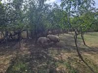 Bélier, Tsigai sheep — photo 3