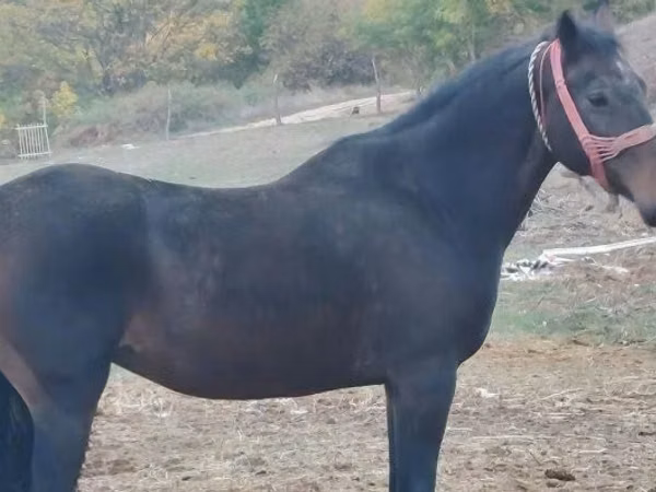 母马, Horses