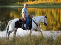 ცხენი, American paint horse — ფოტო 4