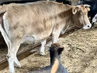 பசு, Simmental cattle — புகைப்படம் 1