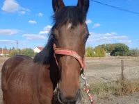 Kůň, Hungarian horse breed — foto 2