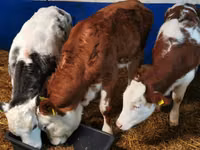 ثور, Simmental cattle — الصورة 2