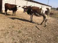 Krowa, Simmental cattle — zdjęcie 2