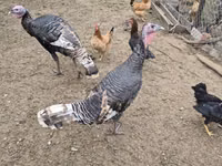 Turkeys — 写真 1