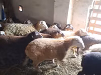 ஆண் ஆடு, ஆடுகள் — புகைப்படம் 4