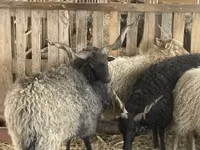 ஆண் ஆடு, Racka sheep — புகைப்படம் 5