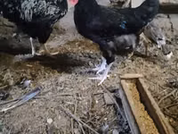 Chickens — foto 2