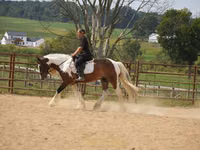 Caballo, Pinto horses — foto 1