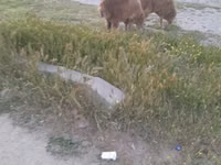 Ovce (šarže, pohlaví neuvedeno), Ovce — foto 2