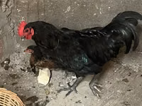 Chickens — zdjęcie 3