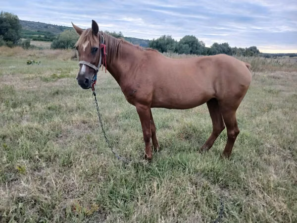 Jument, Chevaux