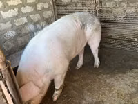 Knur, Świnie — zdjęcie 3