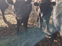 காளை, Swiss cattle — புகைப்படம் 7