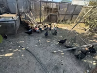 Ducks — Foto 3