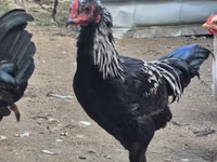 Chickens — zdjęcie 7