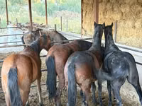 Madyan, Atlar — foto 7