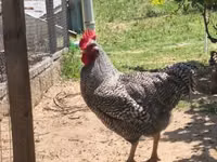 Chickens — foto 2