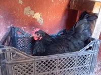 Chickens — foto 1