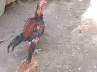 Chickens — Foto 5
