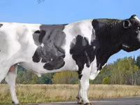 Bovins (lot, sexe non indiqué), Vache kazakhe à tête blanche — photo 7