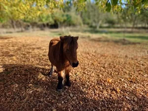Cheval, Chevaux