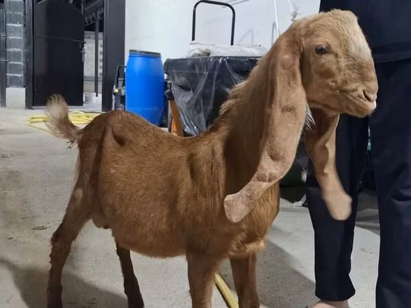 Bode, Kamori goats