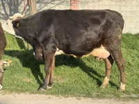 Krava, Skot — foto 2