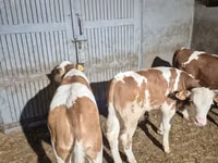 Сиыр, Simmental cattle — 5-сурет