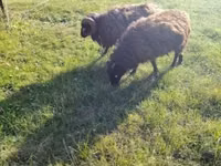 Qoyun, Ouessant sheep — foto 7